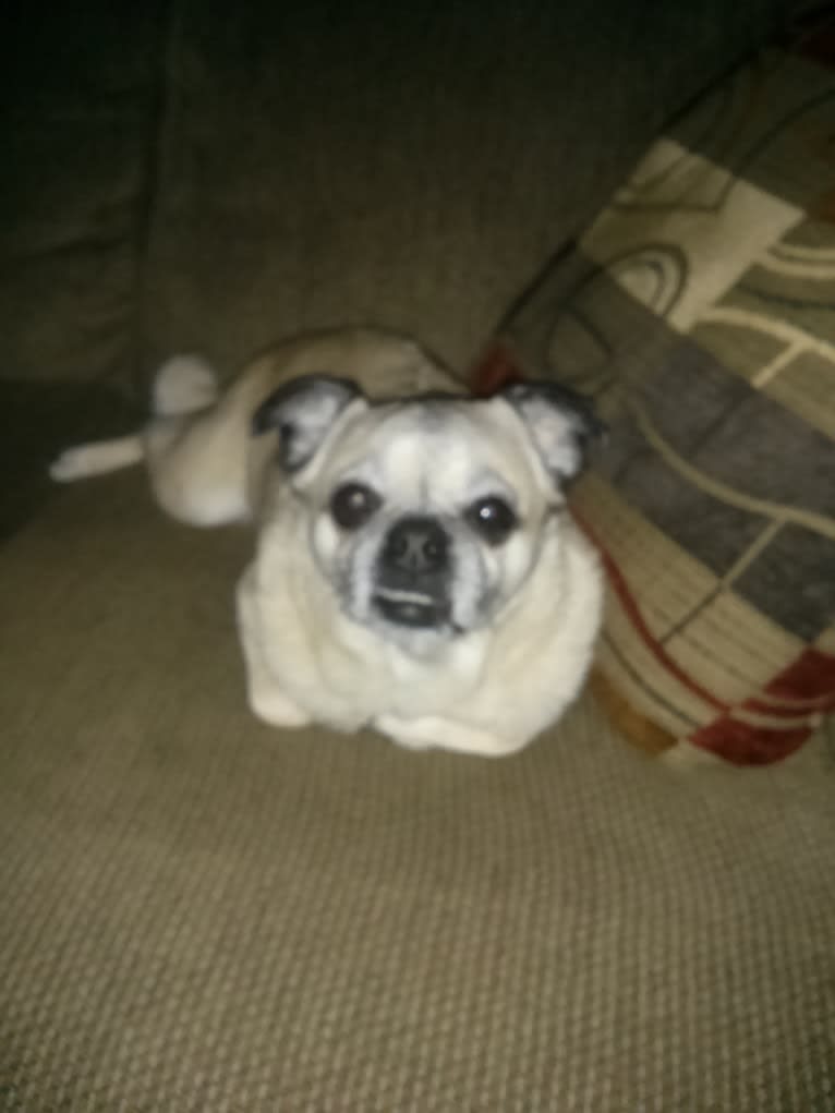 Ethel, a Pug and Pomeranian mix tested with EmbarkVet.com