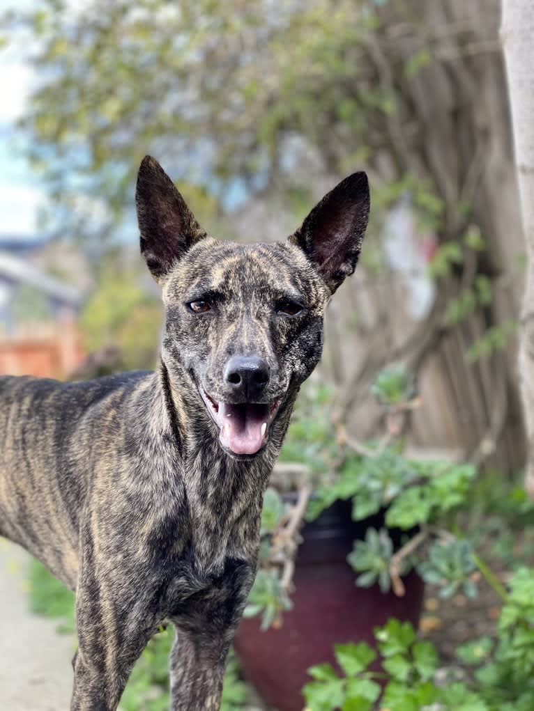 Hina, a Formosan Mountain Dog tested with EmbarkVet.com