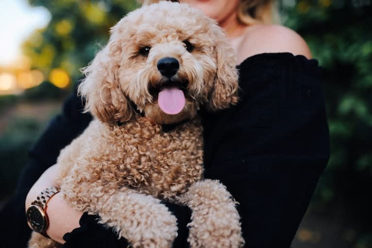 Penny, a Maltipoo tested with EmbarkVet.com