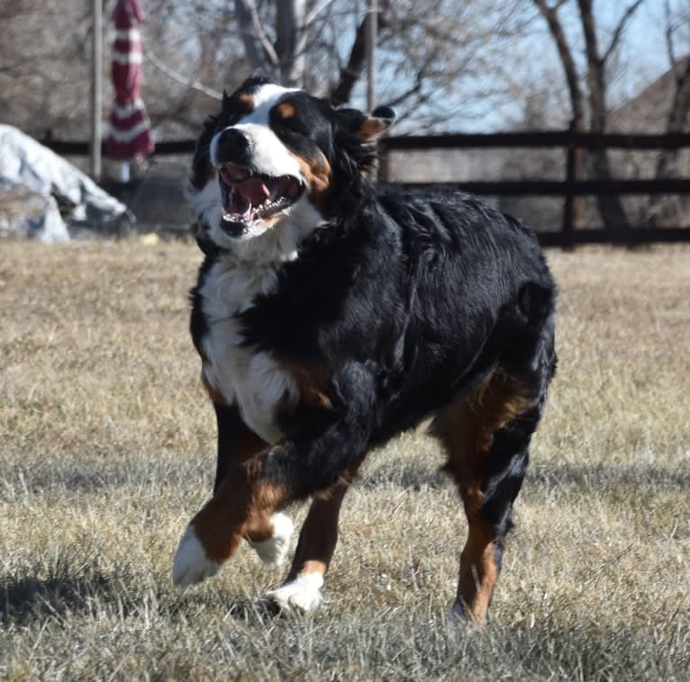 Avery, a Bernese Mountain Dog tested with EmbarkVet.com