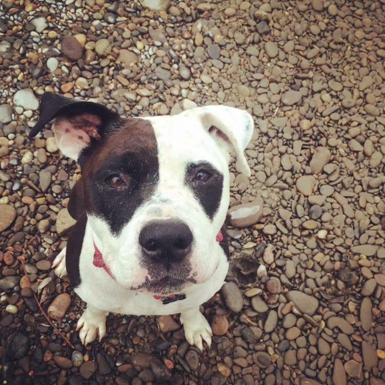 Gus, an American Pit Bull Terrier and Bulldog mix tested with EmbarkVet.com