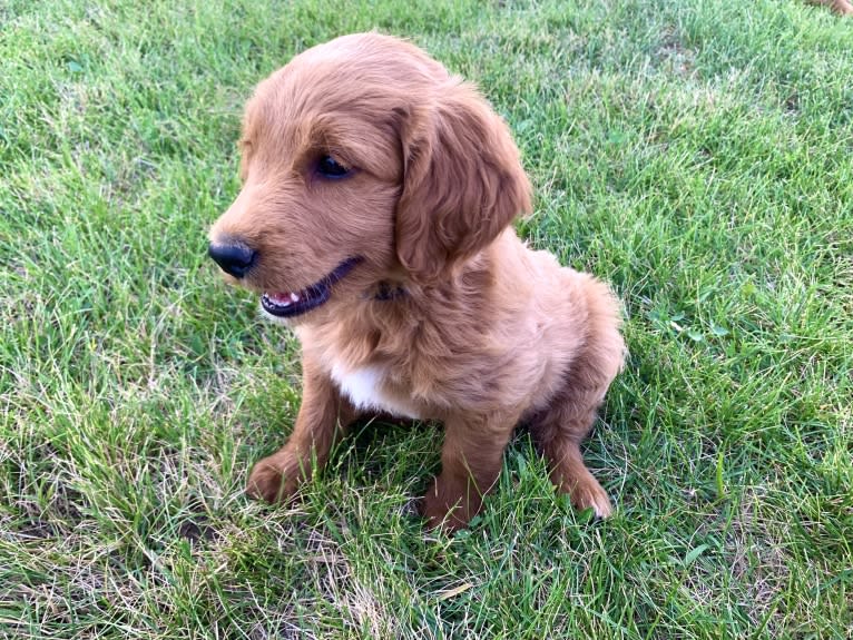 Blue Collar, a Goldendoodle tested with EmbarkVet.com