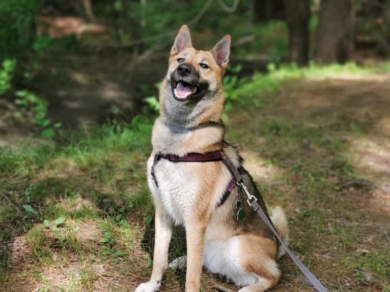 Raven, a West Siberian Laika tested with EmbarkVet.com