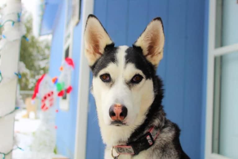 Anna, a Siberian Husky and American Pit Bull Terrier mix tested with EmbarkVet.com