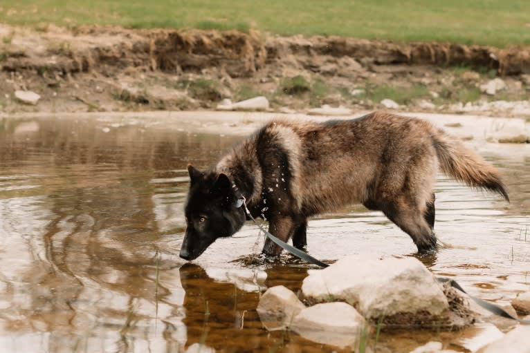 Rogue a dog tested with EmbarkVet.com