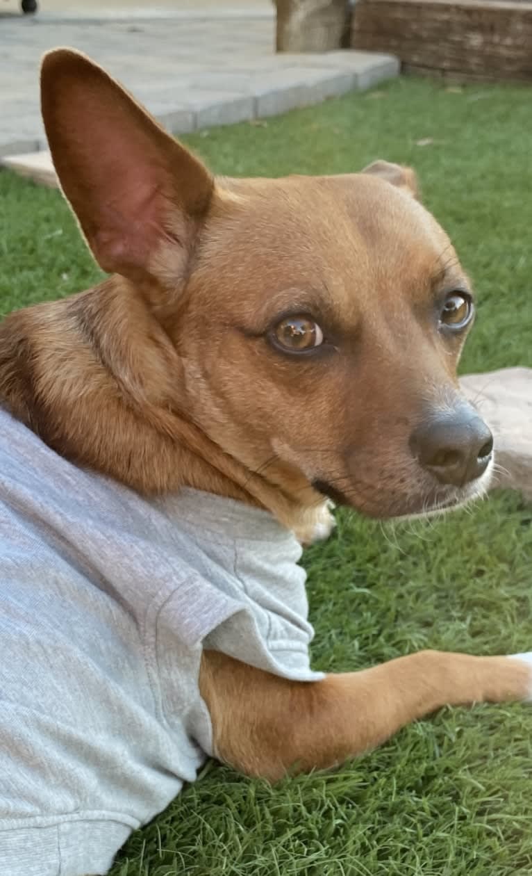 Scarlet, an Australian Cattle Dog and Chihuahua mix tested with EmbarkVet.com