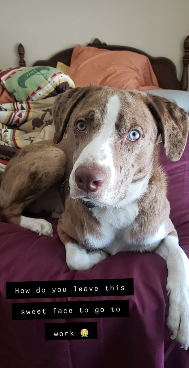 Theodore, a Labrador Retriever and Catahoula Leopard Dog mix tested with EmbarkVet.com