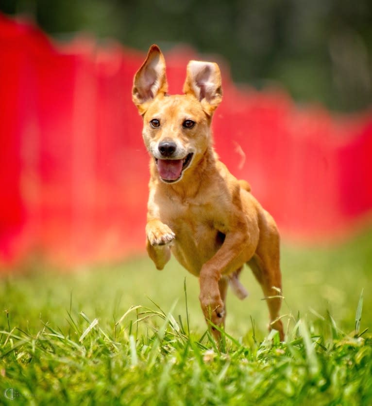 Bender, a Mountain Cur and Miniature Pinscher mix tested with EmbarkVet.com