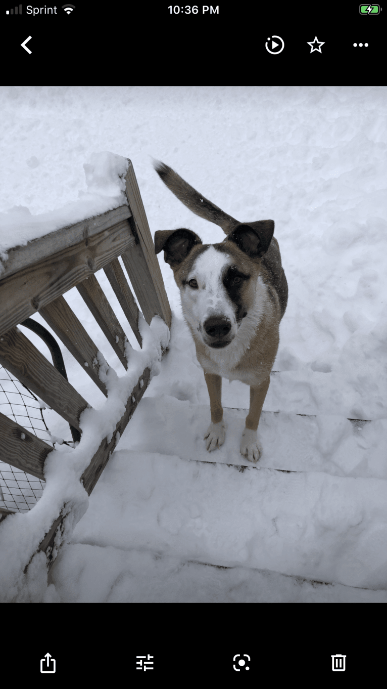 Nisso, a West Asian Village Dog tested with EmbarkVet.com