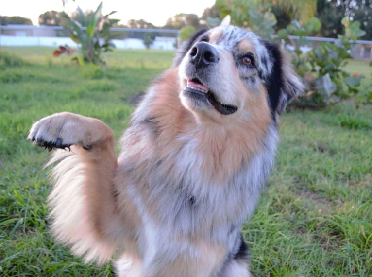 Dodge, an Australian Shepherd tested with EmbarkVet.com