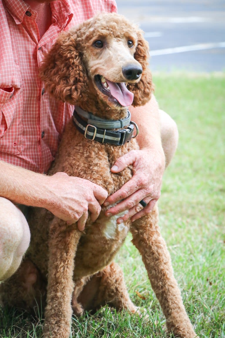 Rowdy, a Poodle (Standard) tested with EmbarkVet.com