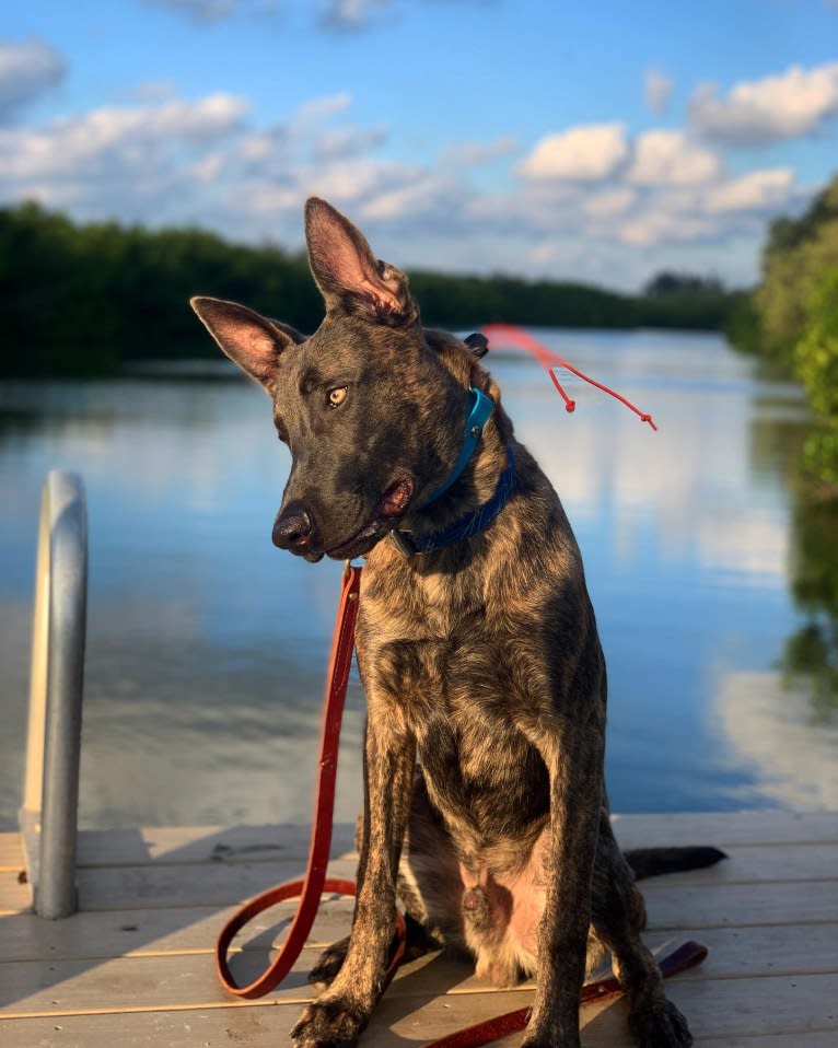 Jarvis, a Dutch Shepherd tested with EmbarkVet.com