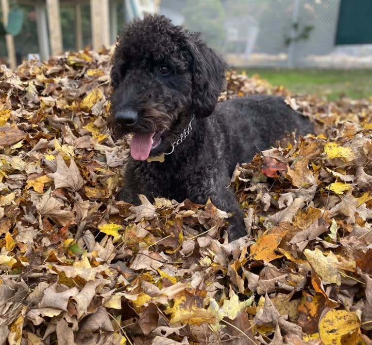 Bowie, an Airedale Terrier and Poodle (Standard) mix tested with EmbarkVet.com