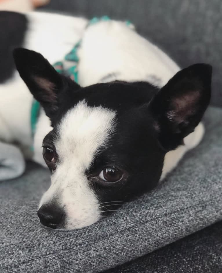 Olive, a Chihuahua and Rat Terrier mix tested with EmbarkVet.com