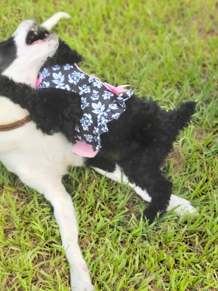 Ollie, a Collie and English Shepherd mix tested with EmbarkVet.com