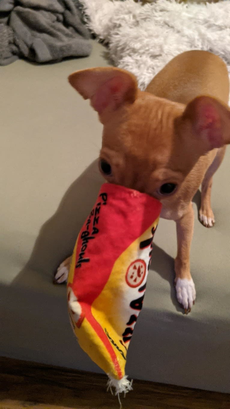 Terra, a Chihuahua and Rat Terrier mix tested with EmbarkVet.com