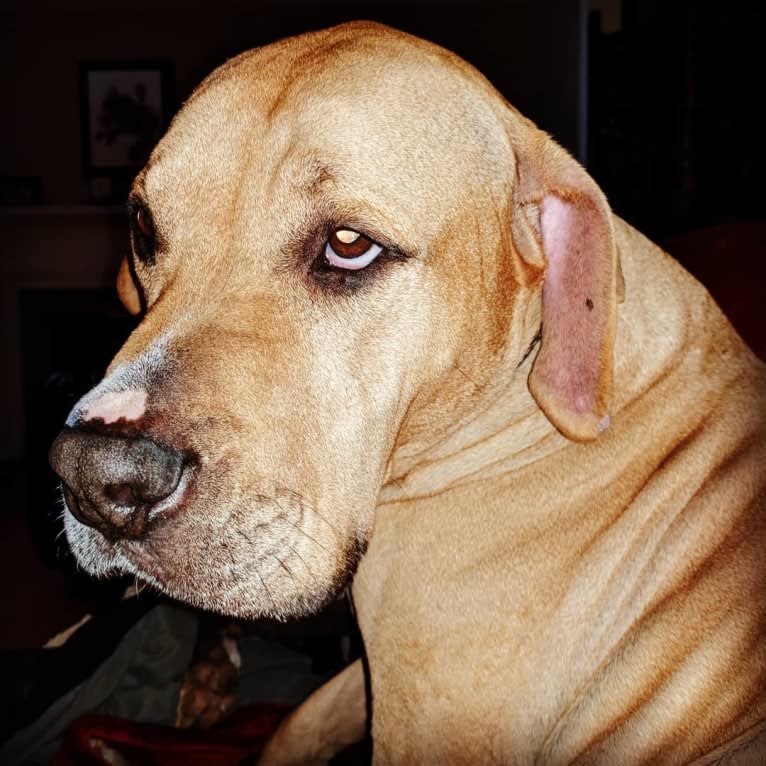 Creedence, an American Pit Bull Terrier and American Staffordshire Terrier mix tested with EmbarkVet.com