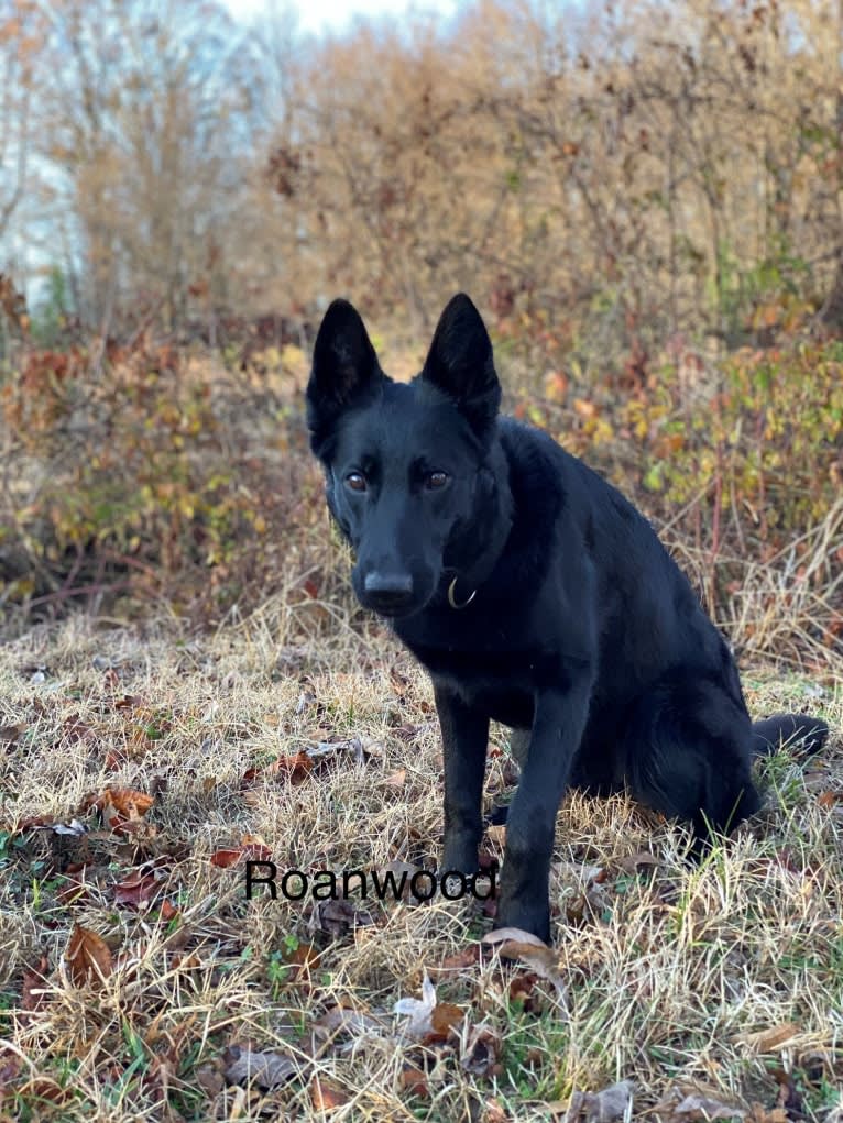 Harley Quinn, a German Shepherd Dog tested with EmbarkVet.com