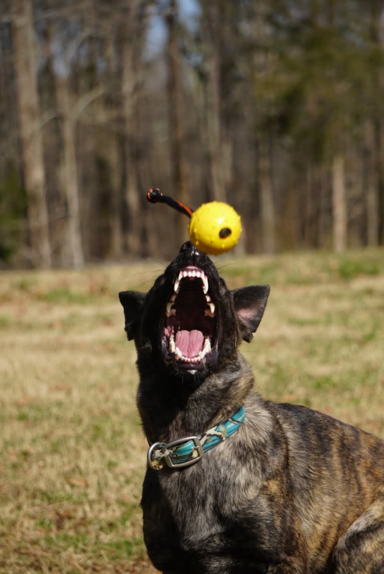 Jinx Van Patriot, a Dutch Shepherd and German Shepherd Dog mix tested with EmbarkVet.com