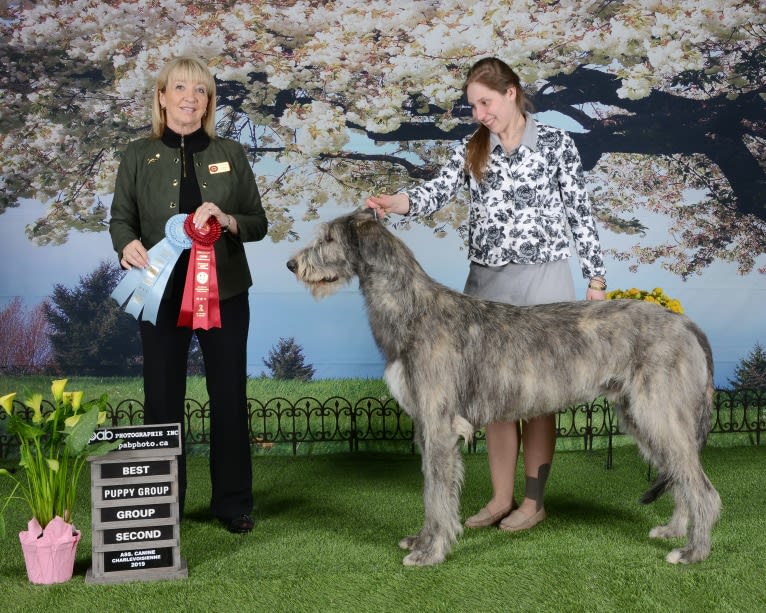 Olaf, an Irish Wolfhound tested with EmbarkVet.com