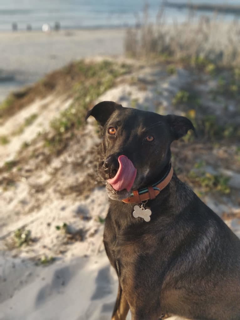 Luka, a Formosan Mountain Dog tested with EmbarkVet.com