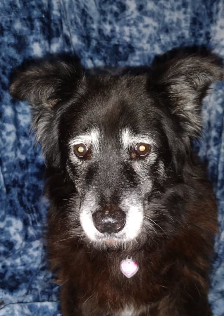 Shada, a Chow Chow and Australian Cattle Dog mix tested with EmbarkVet.com