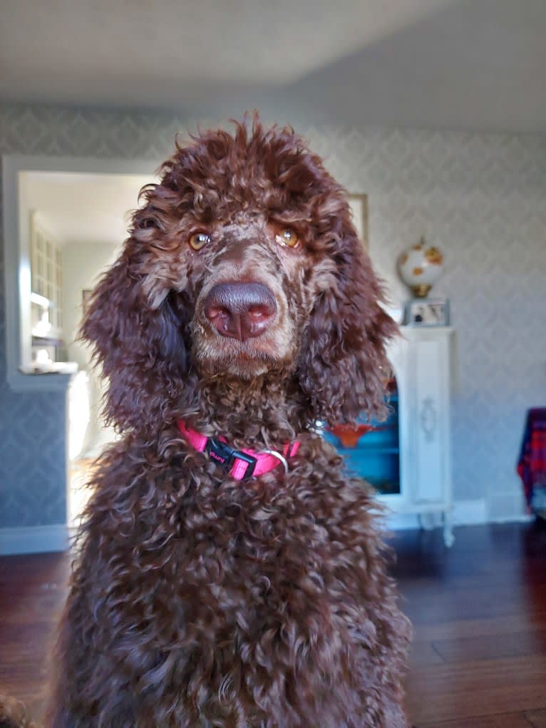 JLo, a Poodle (Standard) tested with EmbarkVet.com