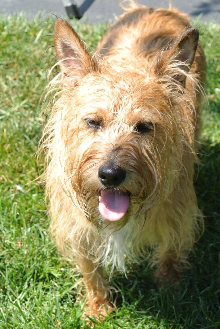 Wilbur, a Miniature Schnauzer and Rat Terrier mix tested with EmbarkVet.com