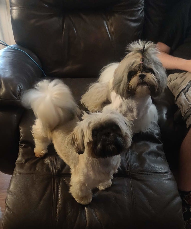Tuna, a Shih Tzu tested with EmbarkVet.com