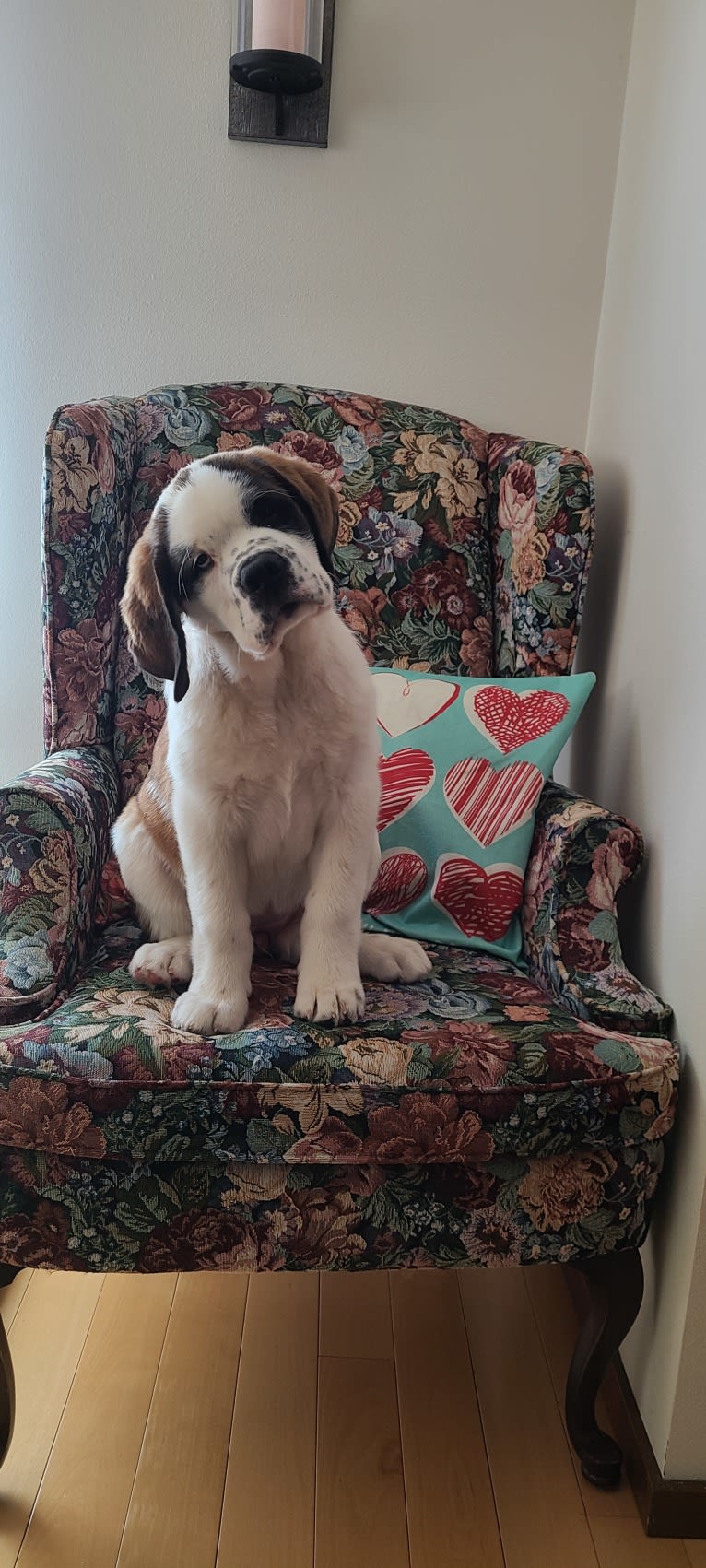 Milhouse "Millie", a Saint Bernard tested with EmbarkVet.com