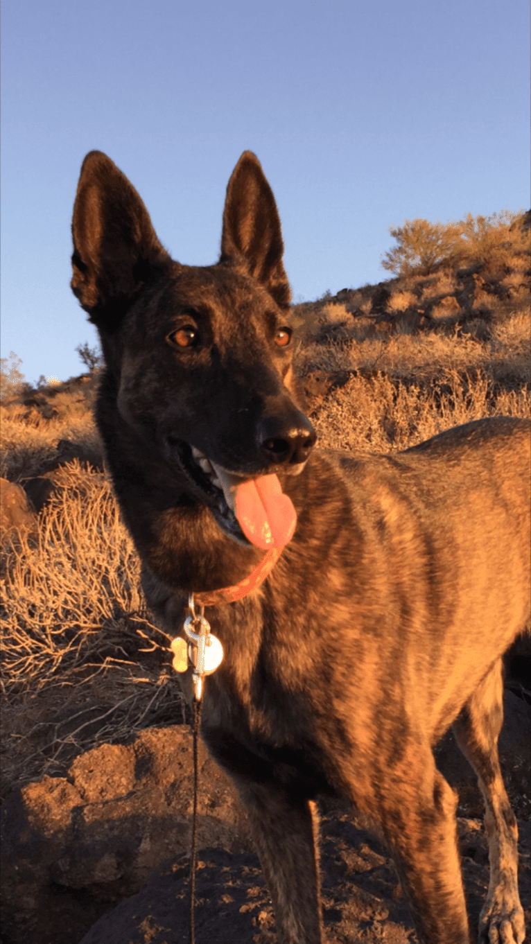 Idna, a Dutch Shepherd tested with EmbarkVet.com