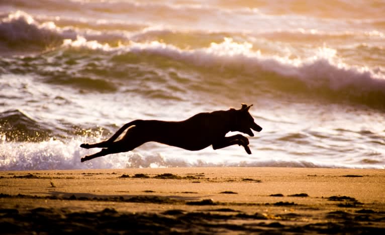 Phoenix, an Australian Cattle Dog and Rat Terrier mix tested with EmbarkVet.com