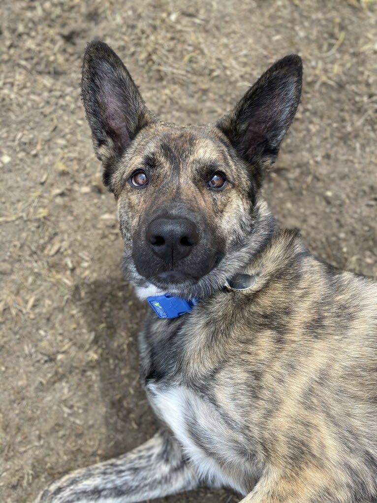 Kona, a Siberian Husky and German Shepherd Dog mix tested with EmbarkVet.com