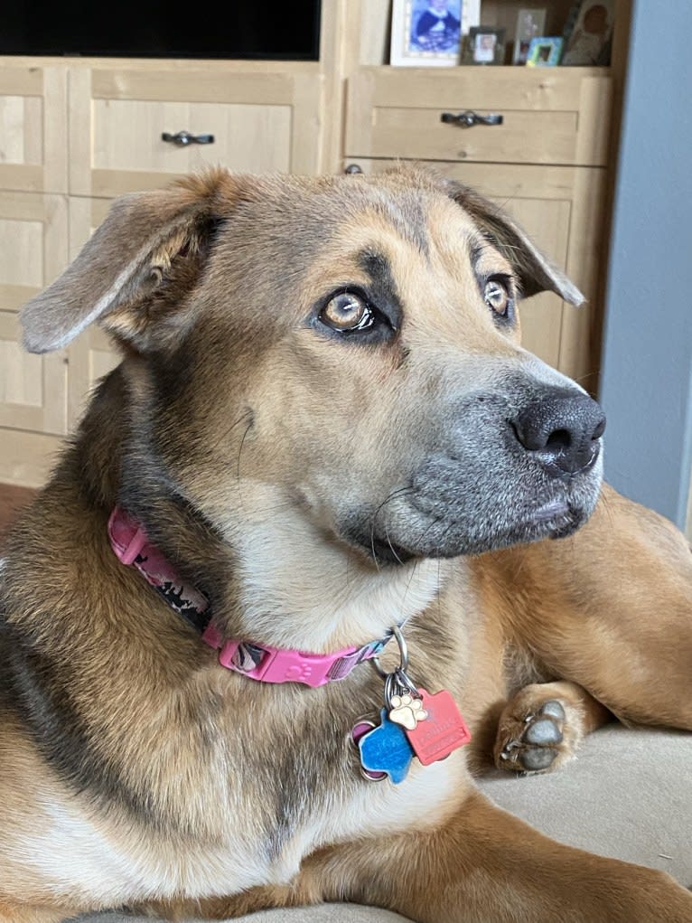 Coco, a German Shepherd Dog and Boxer mix tested with EmbarkVet.com