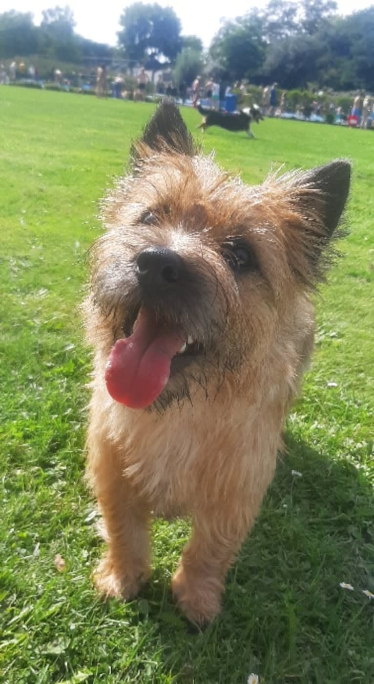 DANCER, a Cairn Terrier tested with EmbarkVet.com