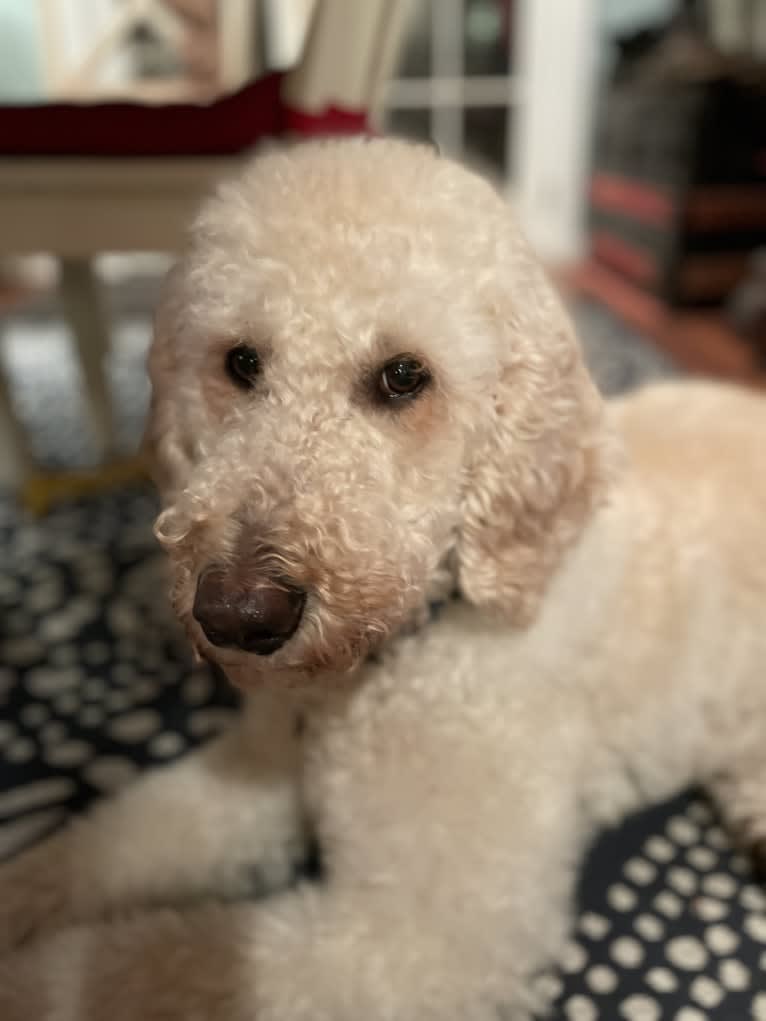 Ember, a Poodle (Standard) tested with EmbarkVet.com