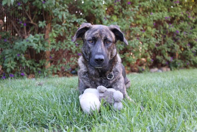 Rosko, a German Shepherd Dog and Staffordshire Terrier mix tested with EmbarkVet.com