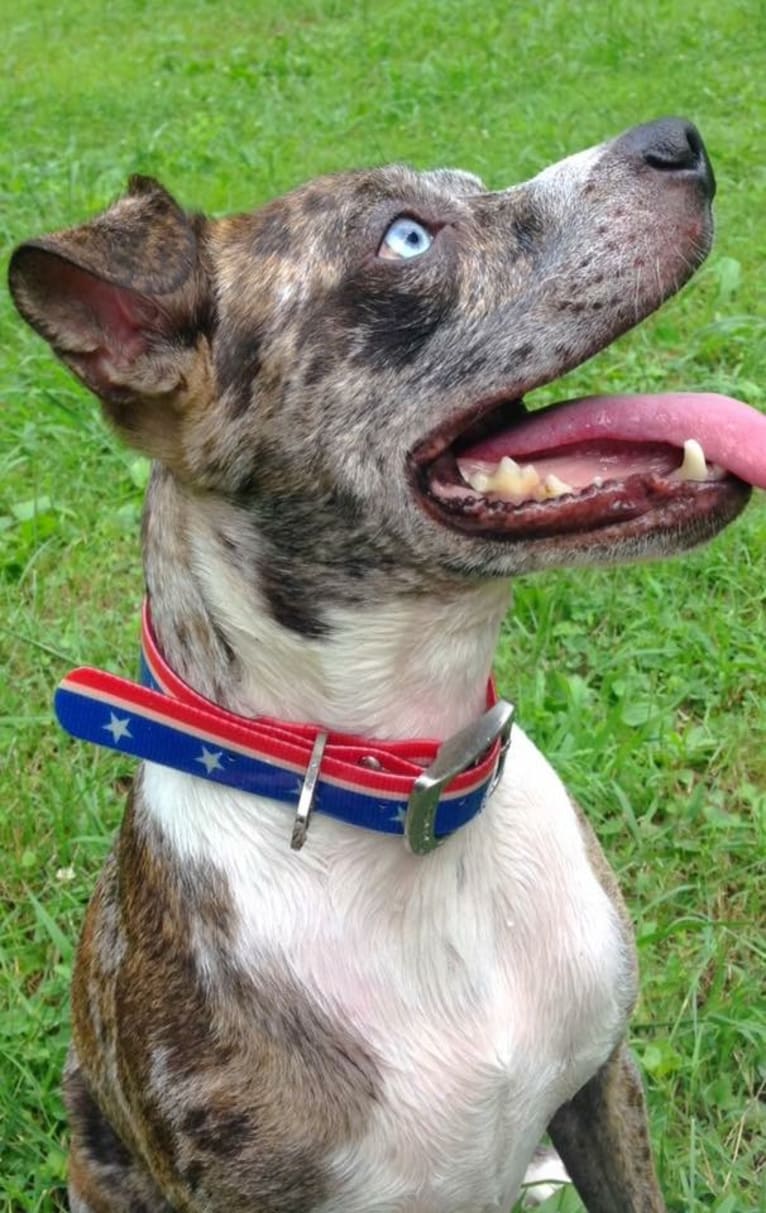 Hammer, a Boston Terrier and Australian Cattle Dog mix tested with EmbarkVet.com