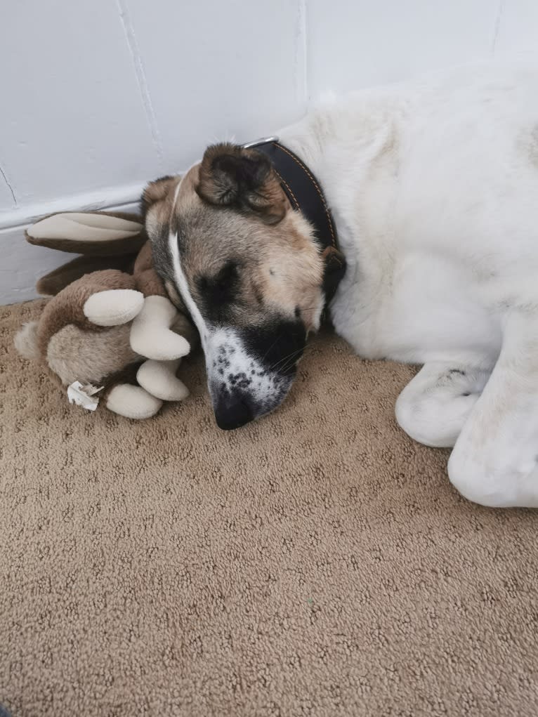 Hazel, a West Asian Village Dog and Border Collie mix tested with EmbarkVet.com