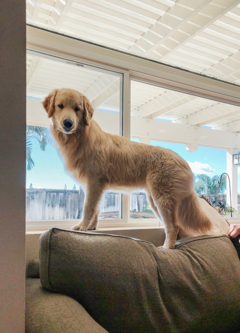 Kai, a Border Collie and Golden Retriever mix tested with EmbarkVet.com