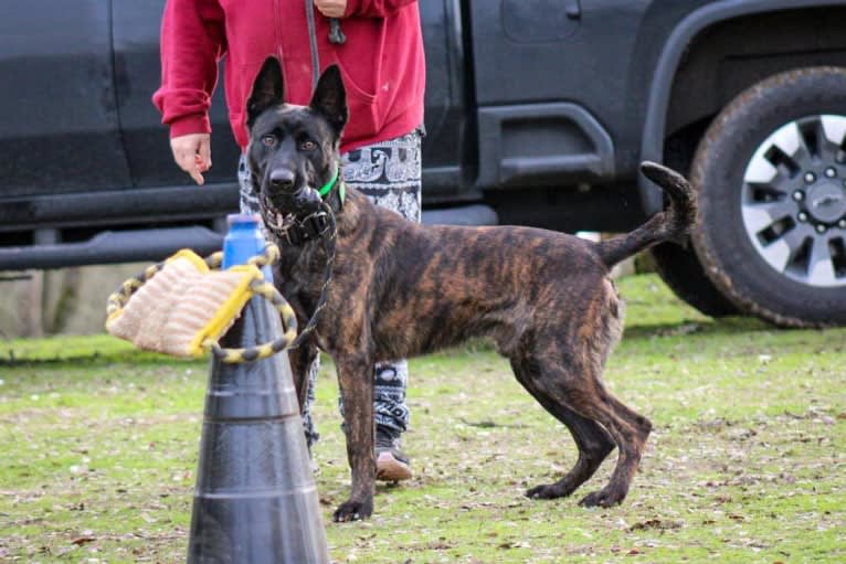 Static, a Dutch Shepherd tested with EmbarkVet.com