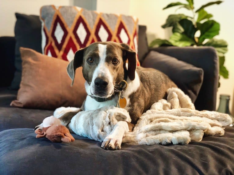 Nashville, a Coonhound and Mixed mix tested with EmbarkVet.com