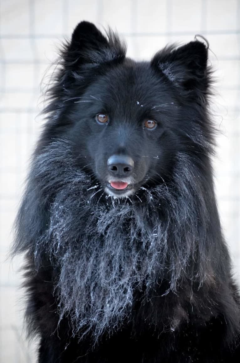 Herding Instinct's Lahko Lurvtuss, a Swedish Lapphund tested with EmbarkVet.com