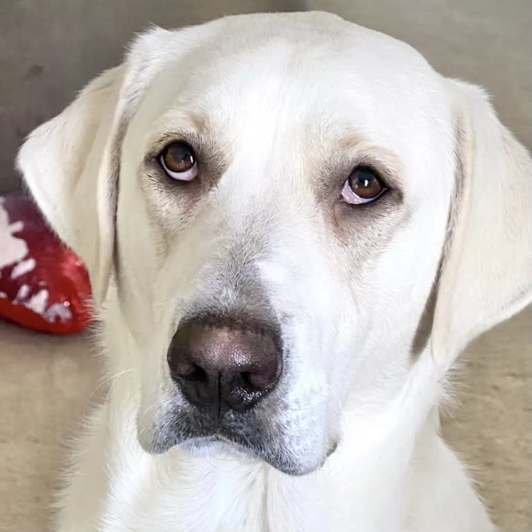 Beau, a Great Pyrenees and Golden Retriever mix tested with EmbarkVet.com