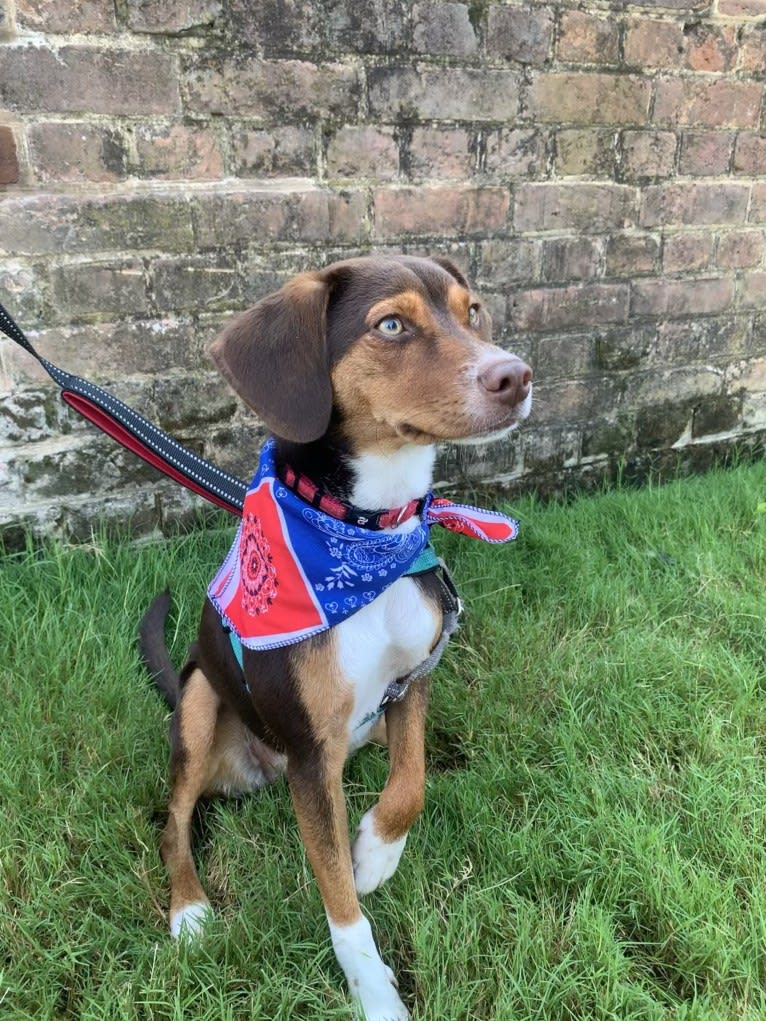 Beowulf, a Miniature Pinscher and Beagle mix tested with EmbarkVet.com