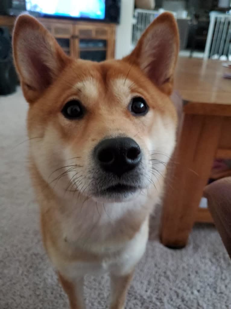 Noko, a Shiba Inu tested with EmbarkVet.com