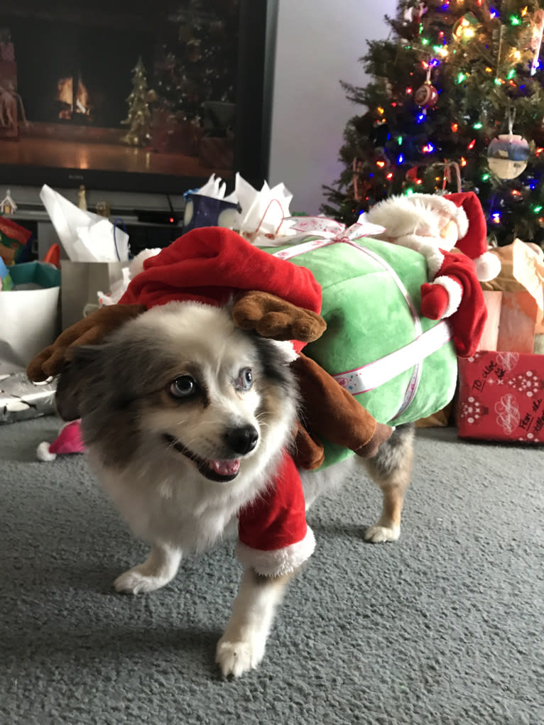 Bentley, an Australian Shepherd tested with EmbarkVet.com