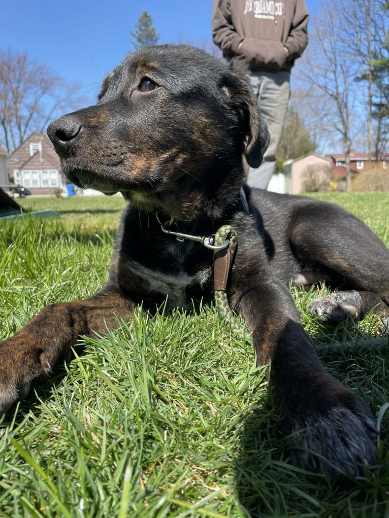 Zuko, a German Shepherd Dog and Rottweiler mix tested with EmbarkVet.com