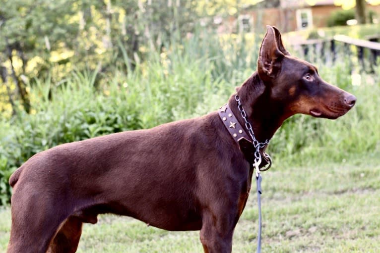 Legend, a Doberman Pinscher tested with EmbarkVet.com