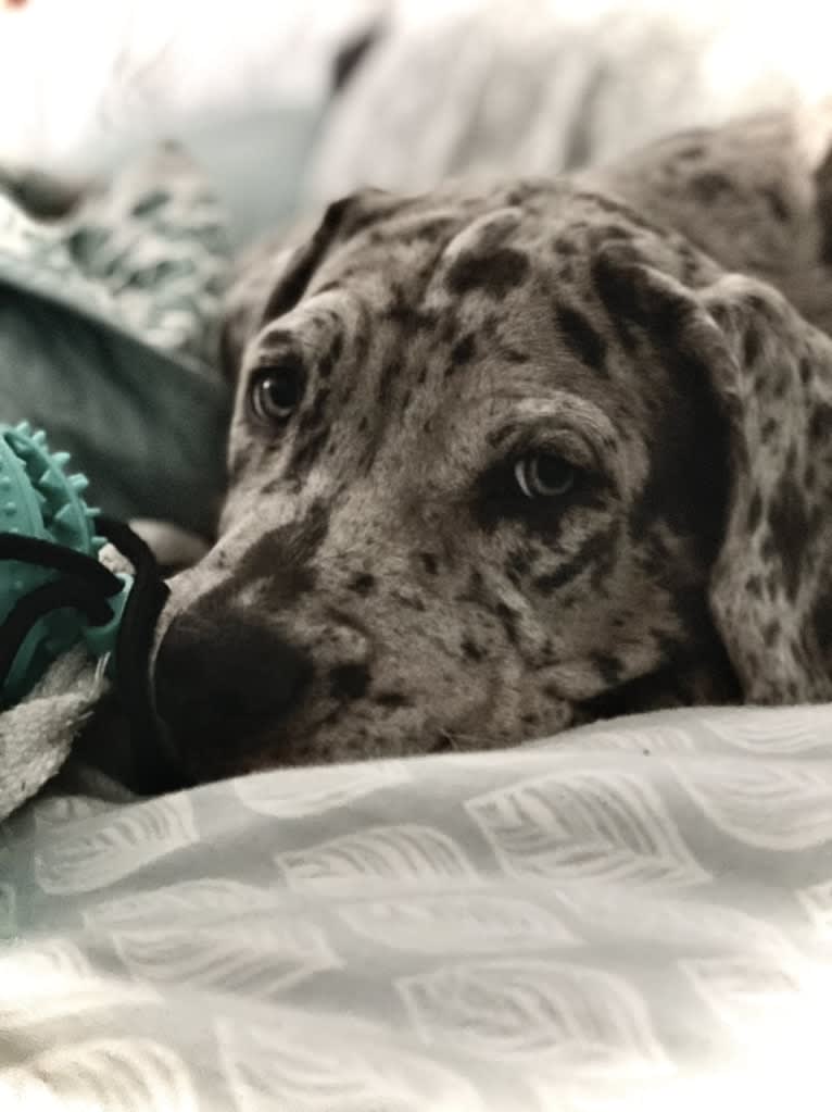 River, a Neapolitan Mastiff and Mastiff mix tested with EmbarkVet.com